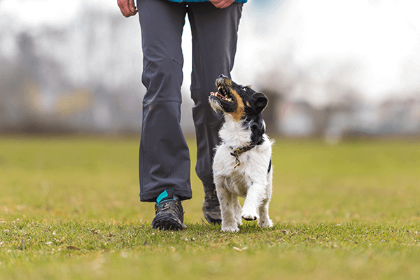 Person walking a small dog